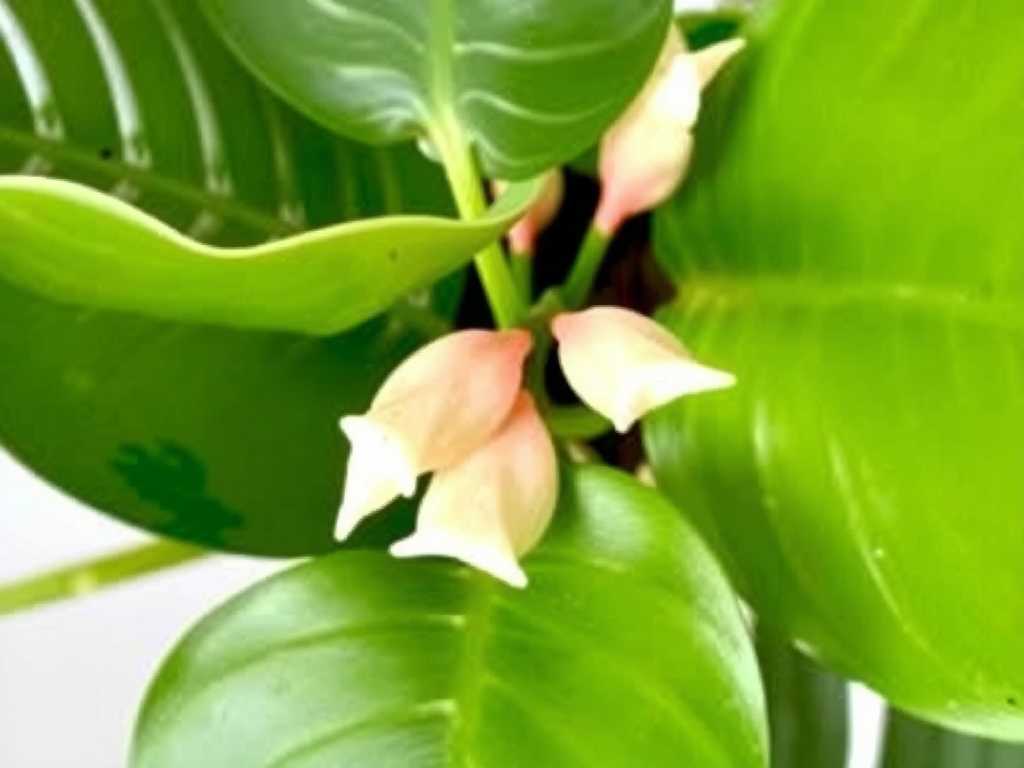 Monstera Propagation Rotting: How to Save Cuttings