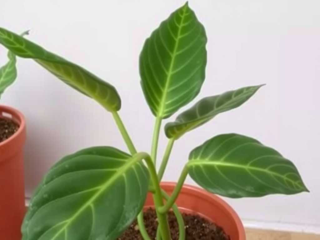 Monstera Cutting Without Node: Can It Root? (Answer & Fixes)(1)