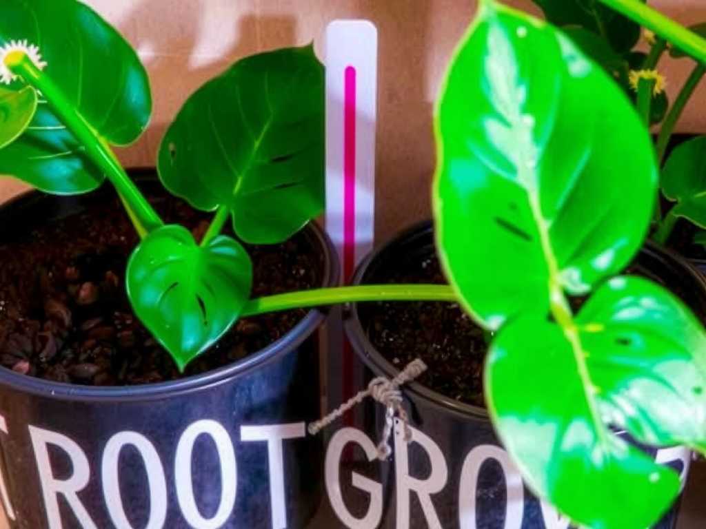 Monstera Propagation Humidity: How to Boost Root Growth