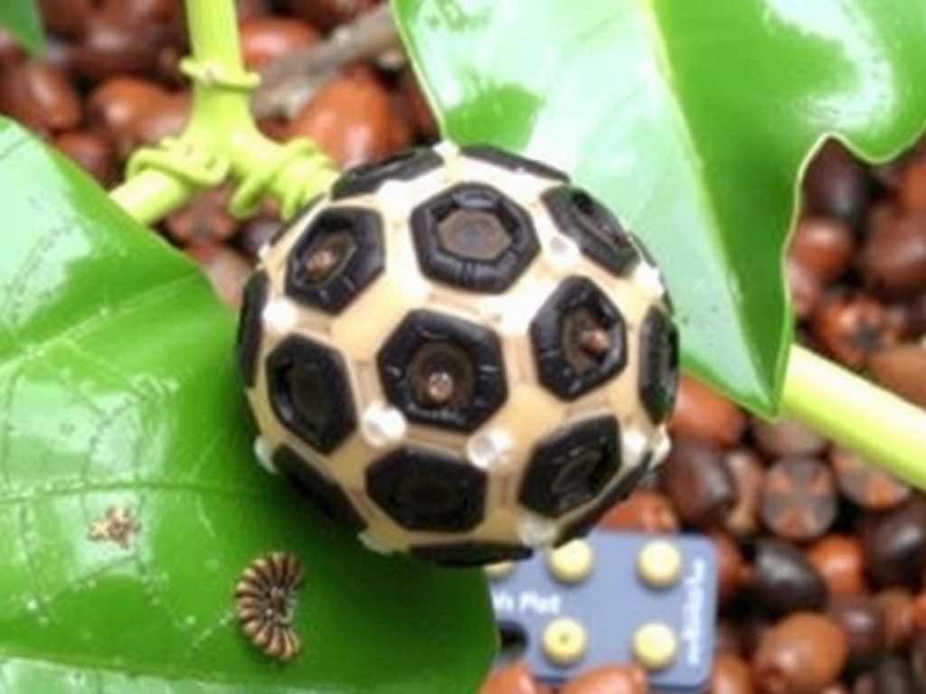 Monstera Pest Eggs: How to Identify & Remove Them