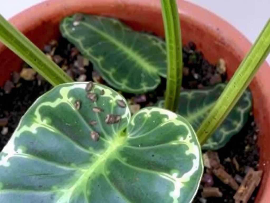 Monstera Root Rot: Causes, Signs & Treatment Guide