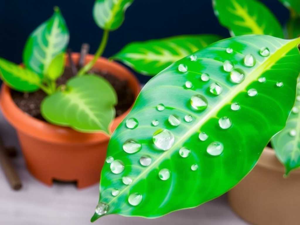 How Often to Water Monstera? A Seasonal Watering Guide(1)